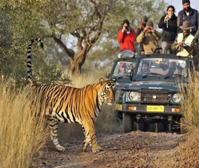 Voyage Triangle d'or avec Ranthambore
